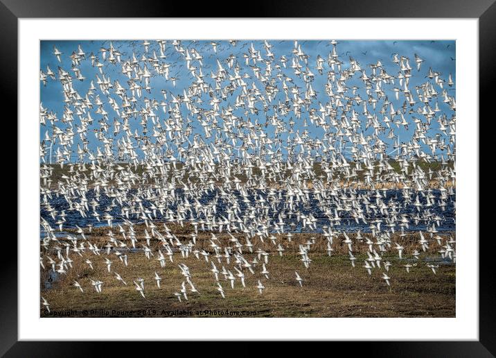 Murmuration of black-tailed godwits Framed Mounted Print by Philip Pound