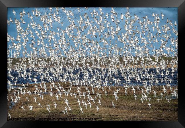 Murmuration of black-tailed godwits Framed Print by Philip Pound