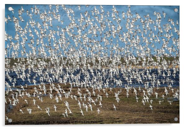 Murmuration of black-tailed godwits Acrylic by Philip Pound