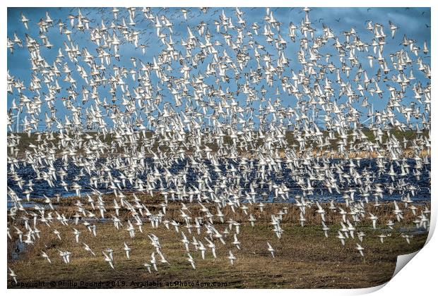 Murmuration of black-tailed godwits Print by Philip Pound