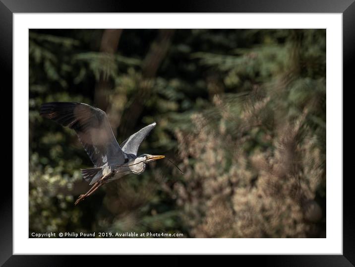 Grey Heron in Flight Framed Mounted Print by Philip Pound