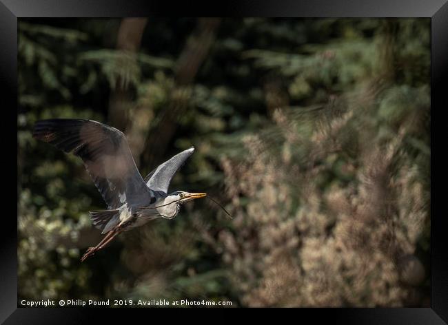 Grey Heron in Flight Framed Print by Philip Pound