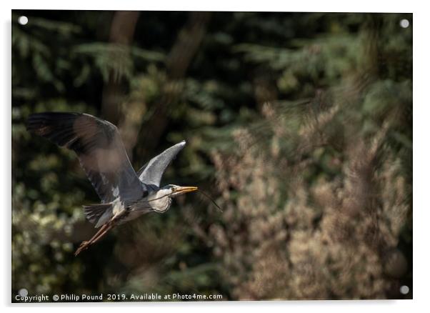 Grey Heron in Flight Acrylic by Philip Pound