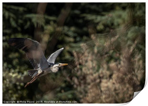 Grey Heron in Flight Print by Philip Pound