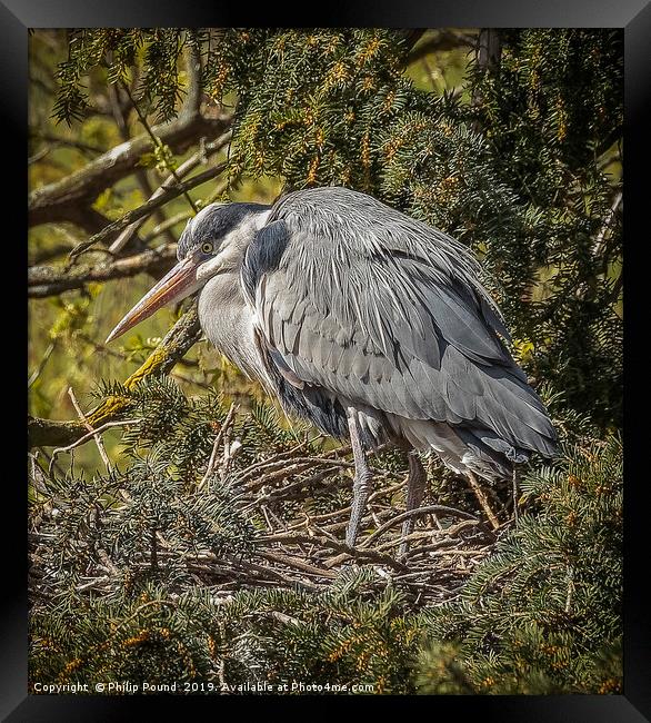 Grey Heron Perched on a nest Framed Print by Philip Pound