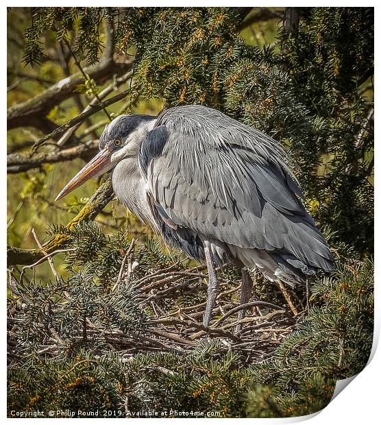 Grey Heron Perched on a nest Print by Philip Pound