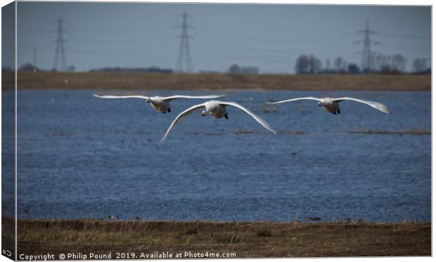 Three Whooper Swans in Flight Canvas Print by Philip Pound