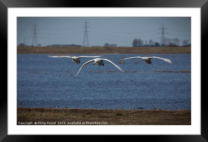 Three Whooper Swans in Flight Framed Mounted Print by Philip Pound