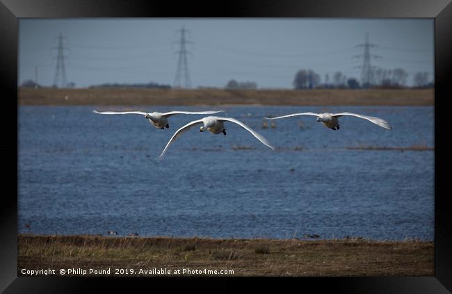 Three Whooper Swans in Flight Framed Print by Philip Pound