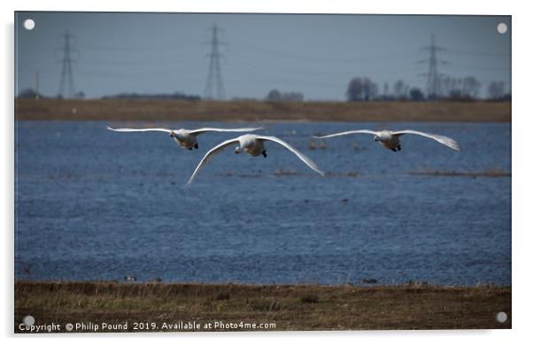 Three Whooper Swans in Flight Acrylic by Philip Pound