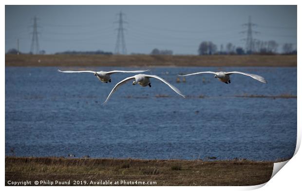 Three Whooper Swans in Flight Print by Philip Pound