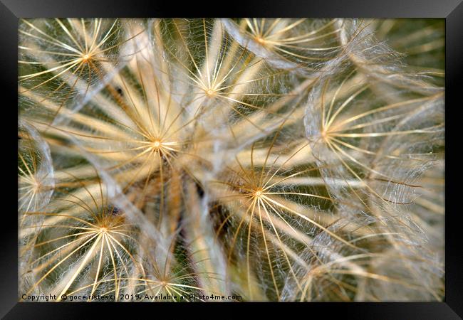 dandelion close up nature background Framed Print by goce risteski