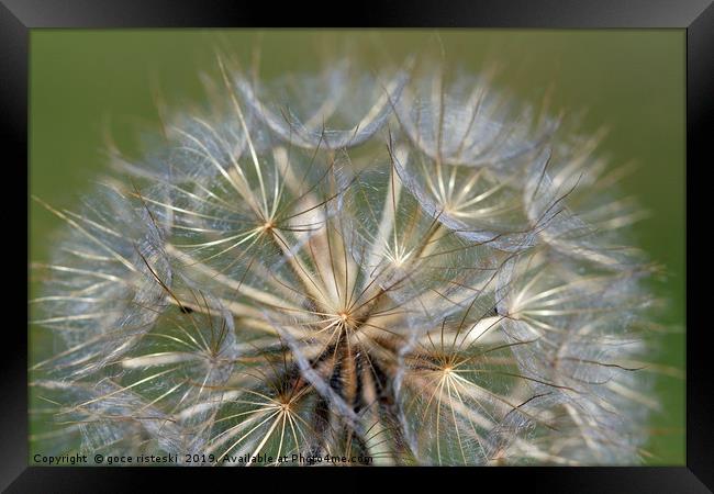 close up dandelion nature background Framed Print by goce risteski