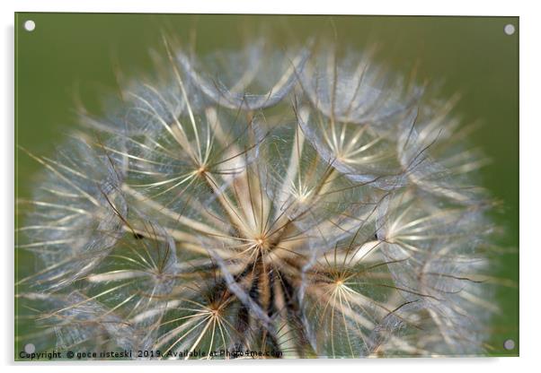 close up dandelion nature background Acrylic by goce risteski