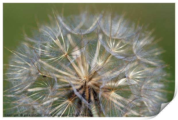 close up dandelion nature background Print by goce risteski