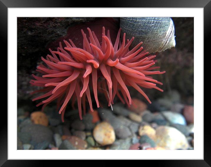 Anemonous life Framed Mounted Print by james sanderson