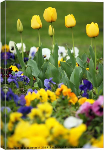 yellow tulip flower garden spring season Canvas Print by goce risteski