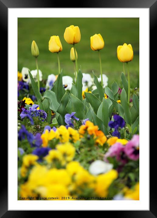 yellow tulip flower garden spring season Framed Mounted Print by goce risteski