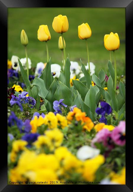 yellow tulip flower garden spring season Framed Print by goce risteski