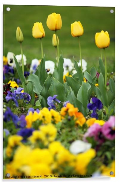 yellow tulip flower garden spring season Acrylic by goce risteski