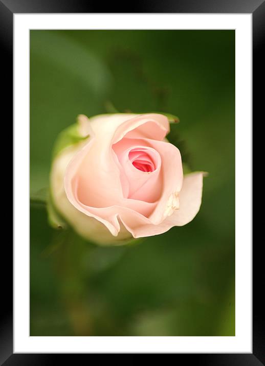 pink rose Framed Mounted Print by Dawn Cox