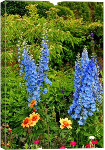 Blue Delphiniums Summer Flowers Canvas Print by Andy Evans Photos