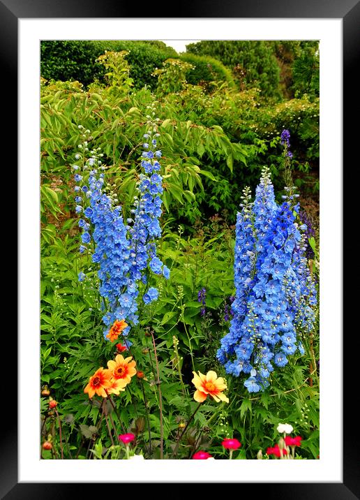 Blue Delphiniums Summer Flowers Framed Mounted Print by Andy Evans Photos
