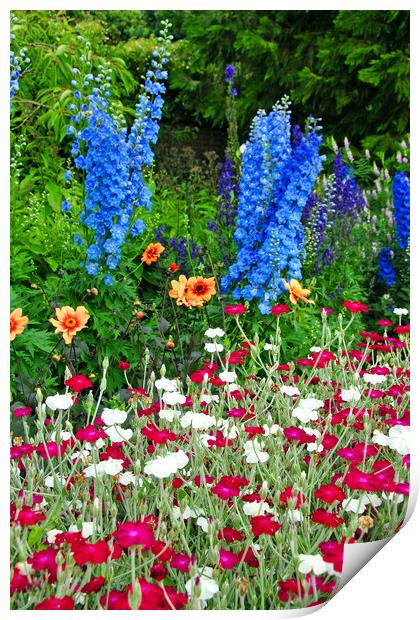 Blue Delphiniums Summer Flowers Print by Andy Evans Photos