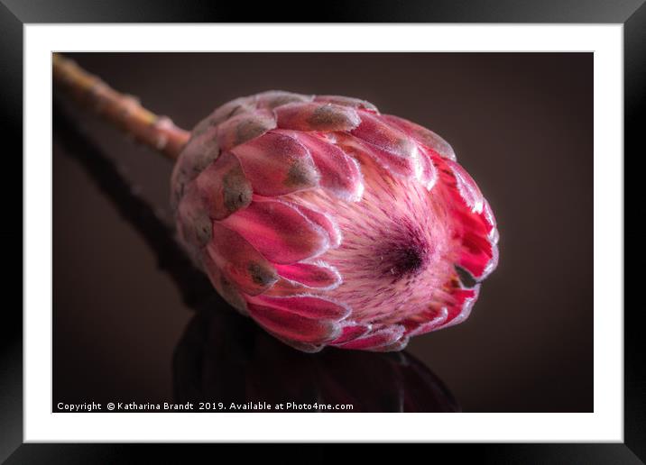 Pink Protea macro Framed Mounted Print by KB Photo