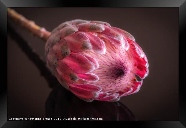 Pink Protea macro Framed Print by KB Photo