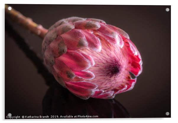 Pink Protea macro Acrylic by KB Photo