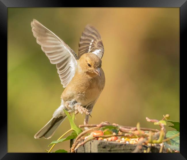 Coming in to land. Framed Print by Jonathan Thirkell