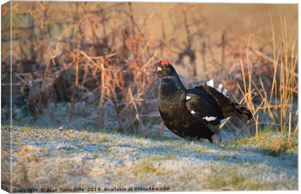 Black grouse Canvas Print by Alan Tunnicliffe
