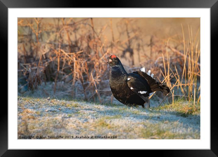 Black grouse Framed Mounted Print by Alan Tunnicliffe