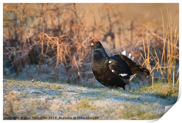 Black grouse Print by Alan Tunnicliffe