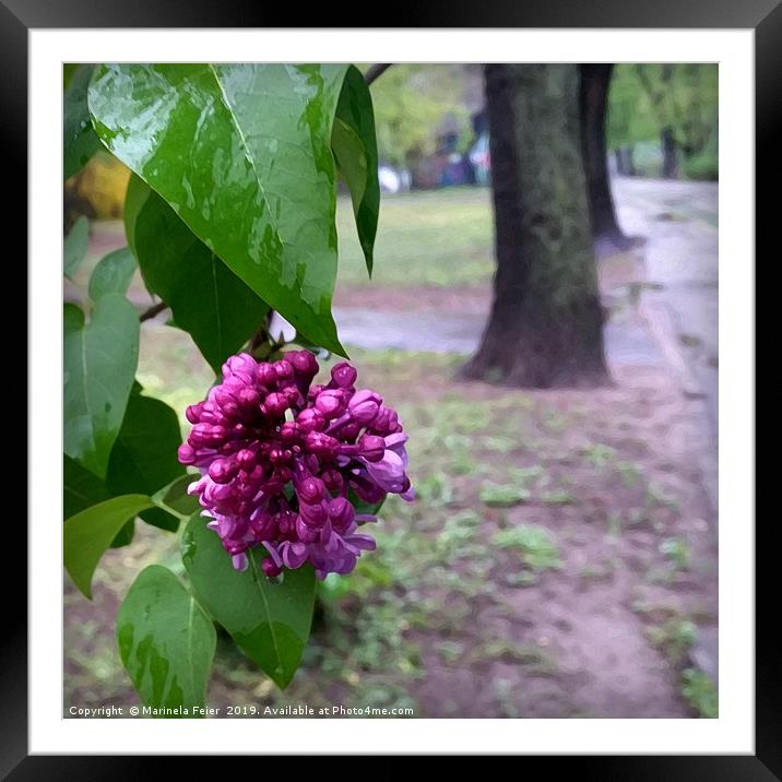 lilac flower in the rain Framed Mounted Print by Marinela Feier