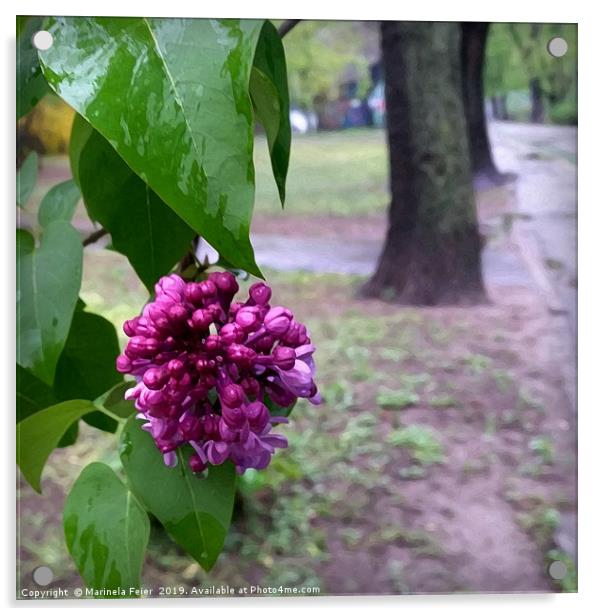 lilac flower in the rain Acrylic by Marinela Feier
