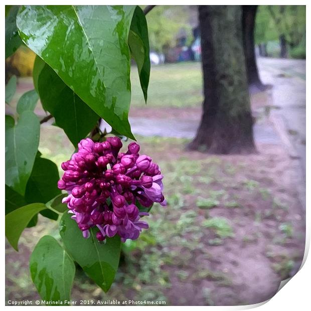 lilac flower in the rain Print by Marinela Feier