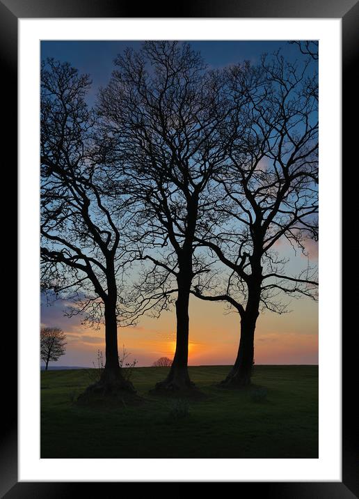Three trees in silhouette Framed Mounted Print by Leighton Collins