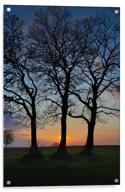 Three trees in silhouette Acrylic by Leighton Collins