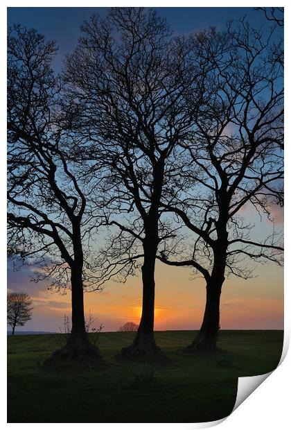 Three trees in silhouette Print by Leighton Collins
