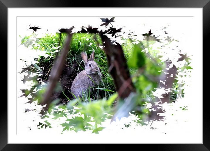 Rabbit - Bunny Rabbit Framed Mounted Print by Bryan 4Pics