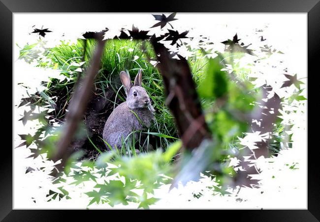 Rabbit - Bunny Rabbit Framed Print by Bryan 4Pics