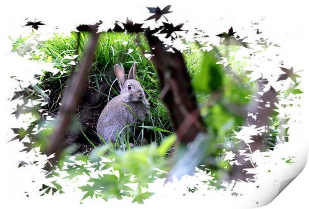 Rabbit - Bunny Rabbit Print by Bryan 4Pics