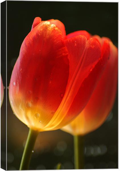 tulips Canvas Print by Dawn Cox
