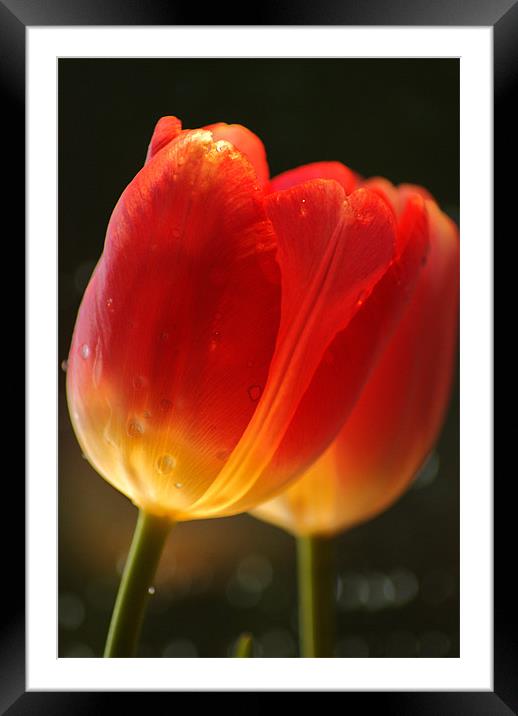 tulips Framed Mounted Print by Dawn Cox