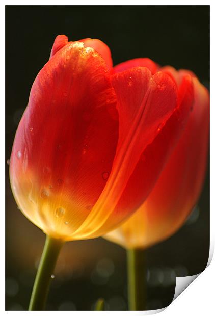 tulips Print by Dawn Cox