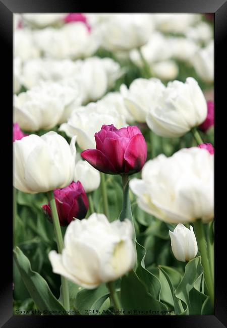 white and red tulip flower Framed Print by goce risteski