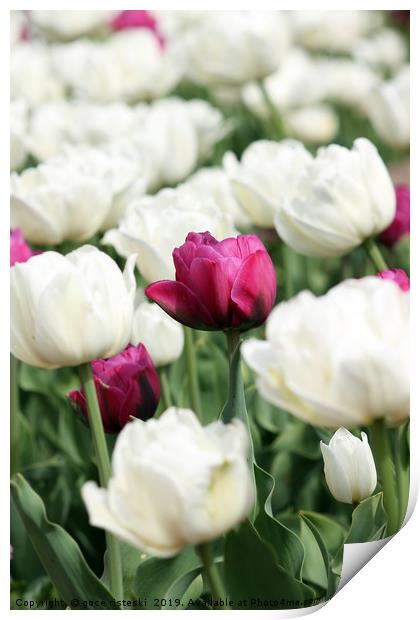 white and red tulip flower Print by goce risteski