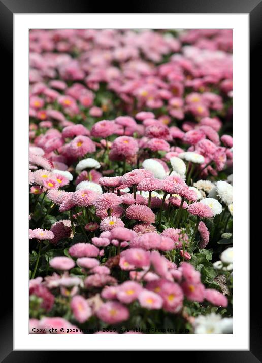 daisy flower nature background spring season Framed Mounted Print by goce risteski